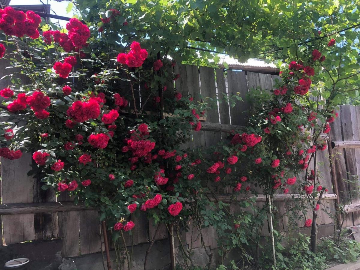 Guest House Anastasia Borjomi Bagian luar foto